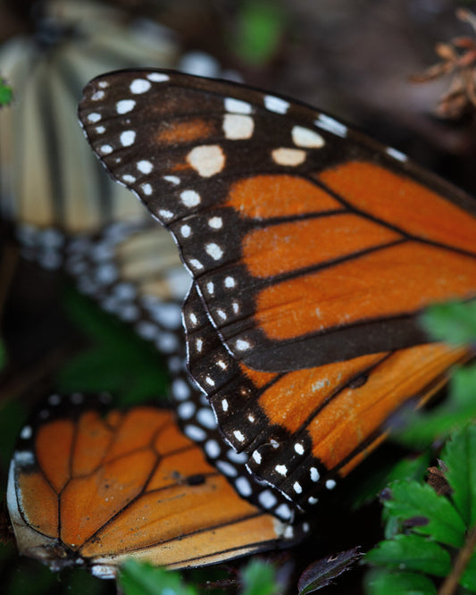 De sueños, mariposas y cambio climático: Entrevista con Alejandra Díaz, directora de Cometa 1600